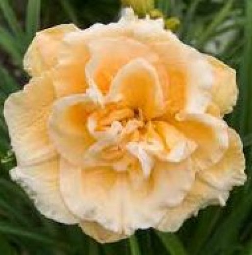 Siloam Double Success upr